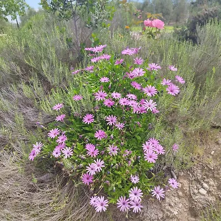 Vista Bella Tatil Evi *