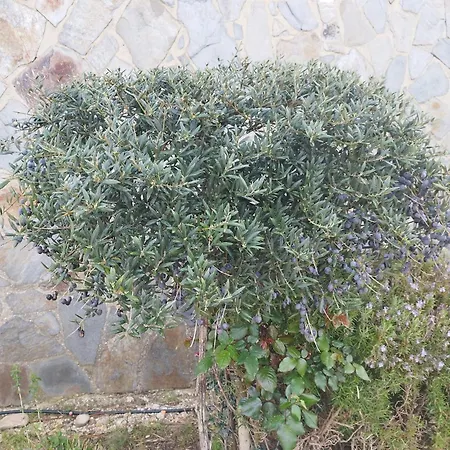 Vista Bella *
