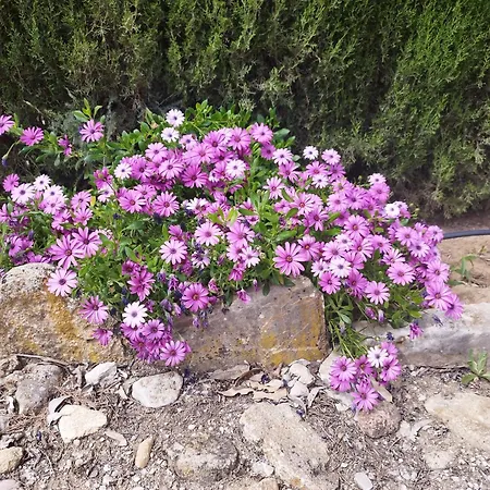 Vista Bella Tatil Evi Ronda